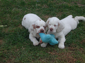 Reba& Lillee Pups